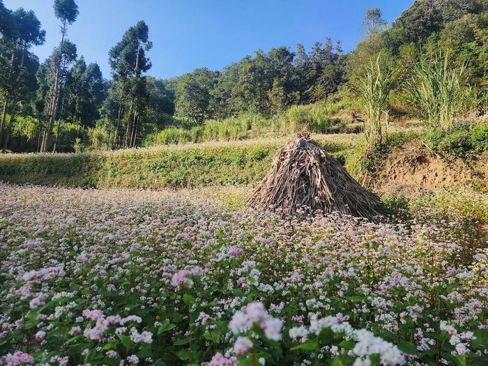  Mùa hoa tam giác mạch được kéo dài đến tháng 12 để tăng thời gian trải nghiệm với du khách. Ảnh THANH BÌNH 