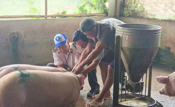  Lực lượng chức năng TP Cần Thơ lấy mẫu kiểm tra dịch tả heo châu Phi 