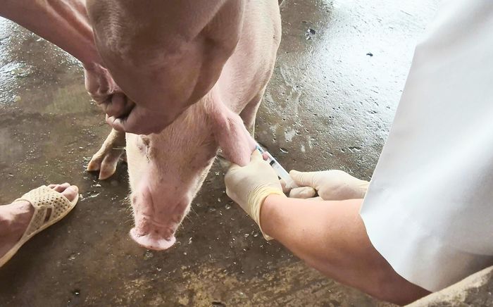  Triển khai tiêm phòng vaccine cho heo trên địa bàn TP Cần Thơ 