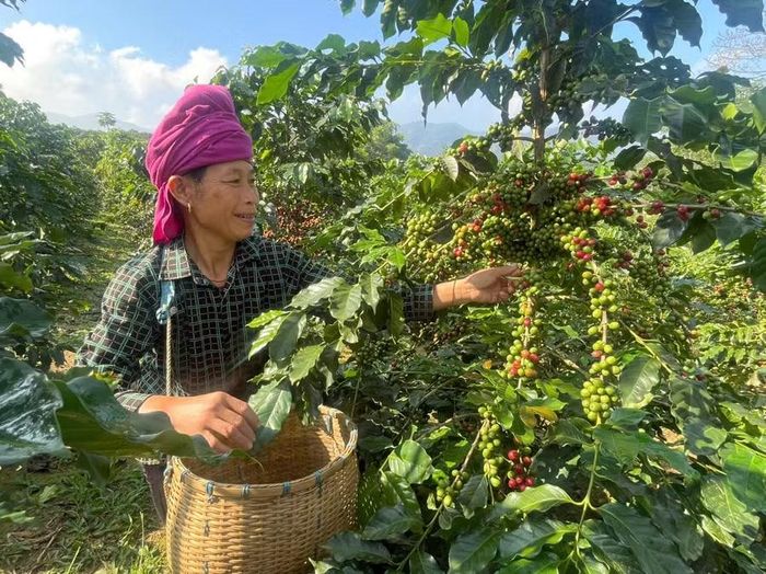 Bà Lò Thị Quế, xã Chiềng Mai đã học qua lớp dạy nghề nên nắm vững kỹ thuật chăm sóc cây cà phê.