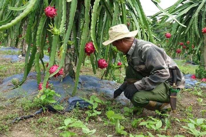Người nông dân đang chăm sóc cây thanh long tại vườn.