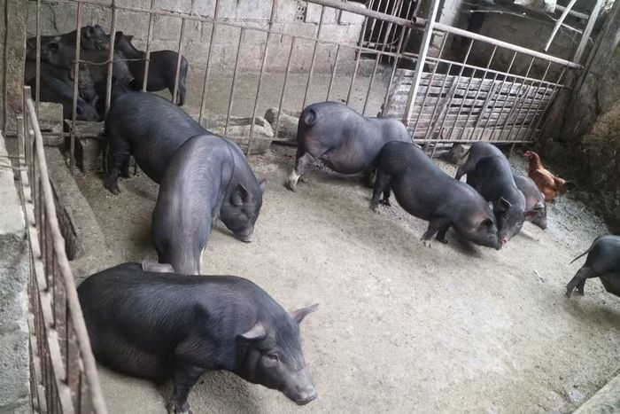 Phát triển nguồn gen lợn đen Lục Khu theo hướng sản xuất hàng hóa - Ảnh: CB.