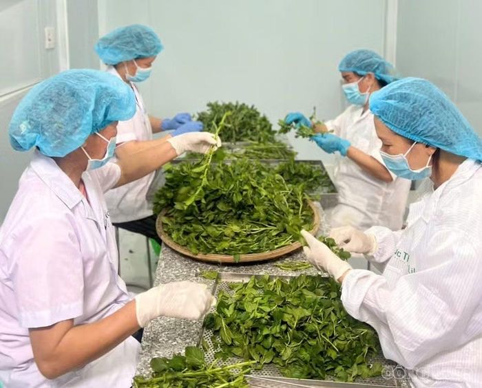 Các tỉnh Tây Nguyên đã và đang đưa dược liệu vào chuỗi giá trị, đẩy mạnh chế biến sâu