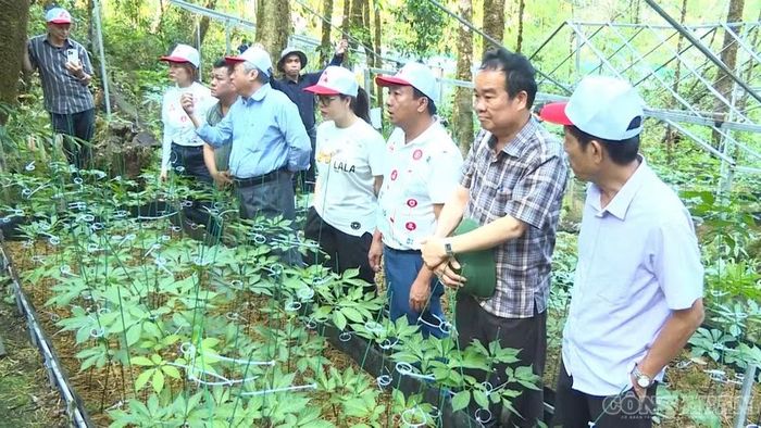 Phát triển dược liệu dưới tán rừng, tạo thêm giá trị kinh tế