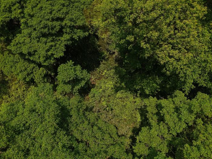  Qua ba đợt bay flycam kiểm tra thực địa, ông Kevin cùng các chuyên gia và anh Nguyễn Văn Úy, Giám đốc an toàn Jungle Boss, mới xác định được vị trí chính xác của hố sụt﻿. 