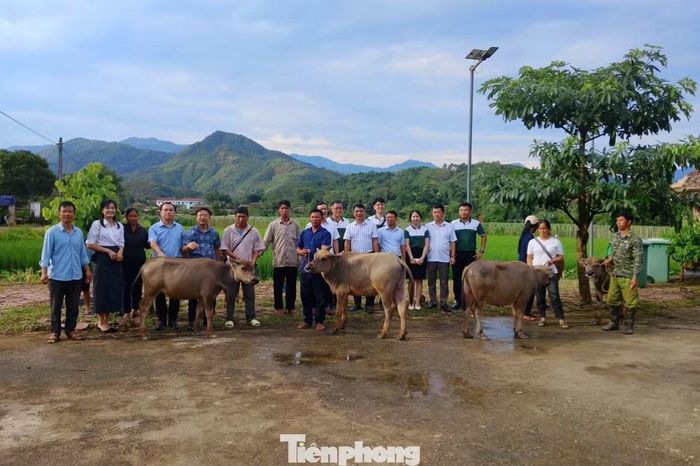 Các hộ dân nhận hỗ trợ trâu sinh sản từ chương trình.