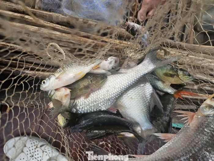 Cá đồng tự nhiên được đánh bắt từ đồng lũ được thương lái tới tận nơi thu mua, sau đó phân phối đi khắp cả nước.