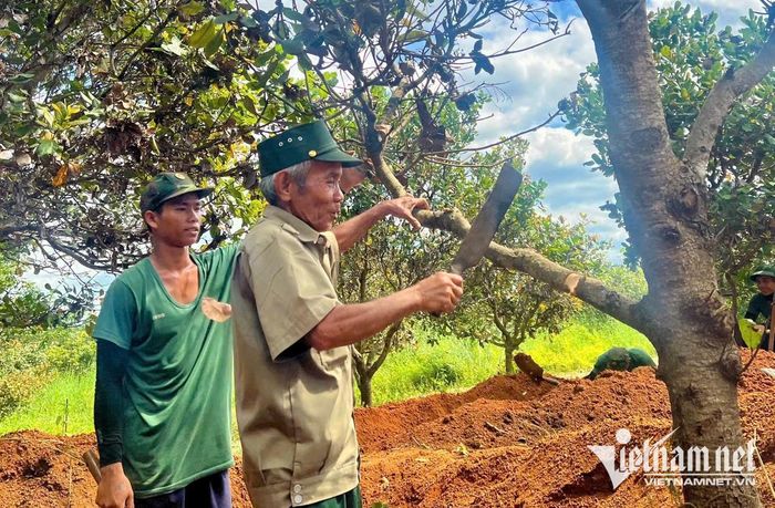 Khi biết dưới vườn cây có thể còn hài cốt liệt sĩ, người dân sẵn sàng chặt bỏ cây trồng, nhường đất rẫy để bộ đội tìm kiếm. Ảnh: Ngọc Thu