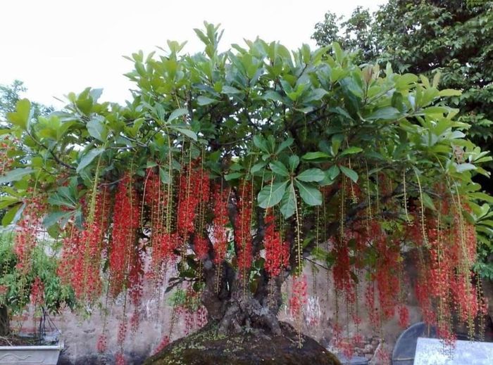 Lộc Vừng buông những chùm hoa đỏ rực mềm mại như dải lụa. Trong phong thủy, đây là loài cây tượng trưng cho tài lộc, may mắn và thịnh vượng.