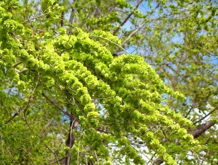 Cây Du có hoa như những đồng xu nhỏ xếp đầy cành. Người xưa gọi quả Du là "du tiền", gửi gắm mong ước gia đình năm nào cũng dư dả, sung túc.