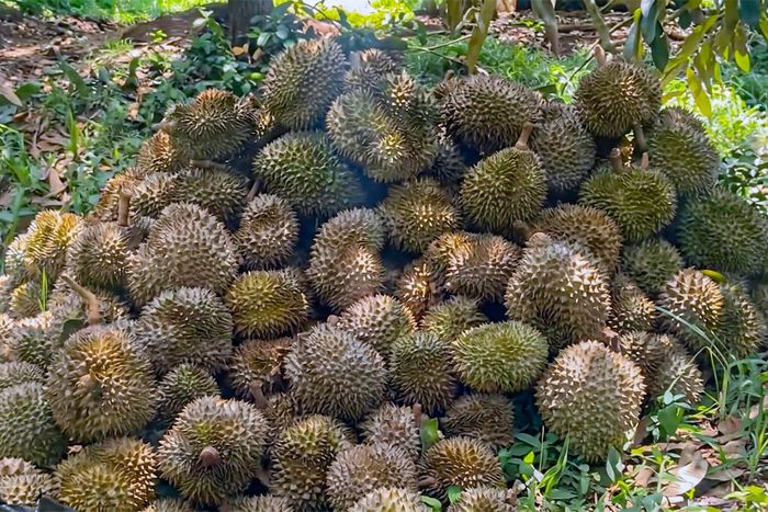 Sầu riêng bị nám vỏ, rụng hàng loạt, chất thành đống trong vườn của ông P. sau khi bị phun thuốc diệt cỏ. Ảnh: Công an Đồng Tháp 