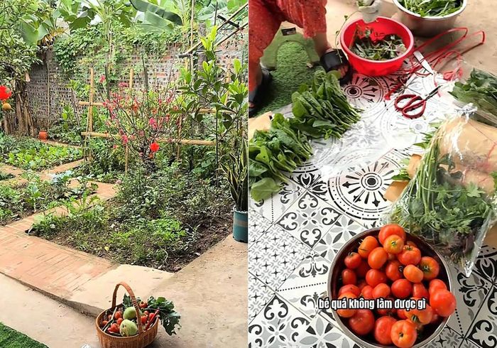 Rau trái chị thu hoạch được trong vườn