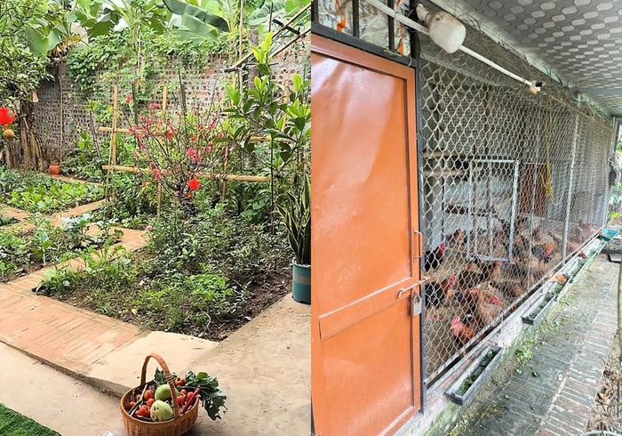 Vườn tược và chuồng gà được bố trí hợp lý