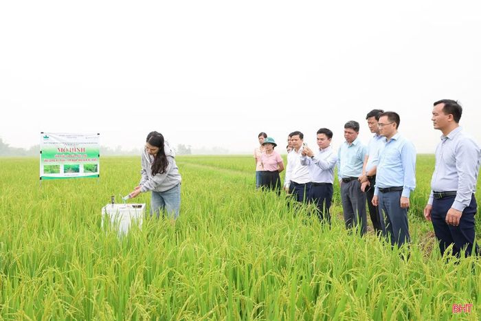 Viện Khoa học kỹ thuật Nông nghiệp Bắc Trung Bộ và Công ty Green Carbon đã phối hợp triển khai dự án “công nghệ tưới ngập - khô xen kẽ trong canh tác lúa thích ứng với biến đổi khí hậu tại tỉnh Hà Tĩnh” tại 15 xã, phường với tổng diện tích hơn 8.440 ha/2 vụ. Ảnh tư liệu.