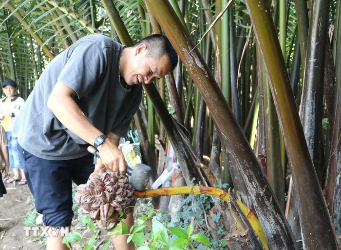 Anh Nguyễn Thương tác động cơ học lên cuống dừa để kích thích tiết mật. (Ảnh: Đinh Hương/TTXVN)
