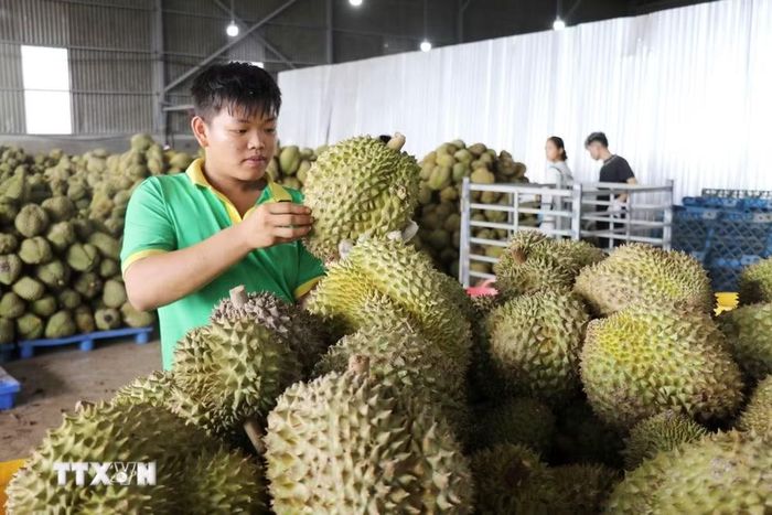 Sầu riêng được kiểm tra, phân loại theo tiêu chuẩn chất lượng tại kho của một doanh nghiệp trên địa bàn phường Đông Gia Nghĩa (tỉnh Lâm Đồng) phục vụ xuất khẩu. Ảnh: Nguyễn Huy Thành – TTXVN