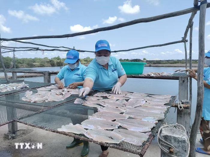 Sản xuất cá khô tại xã Thạnh Phong, tỉnh Vĩnh Long. (Ảnh: Huỳnh Phúc Hậu/TTXVN)