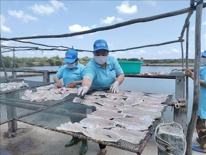 Phơi cá khô tại xã Thạnh Phong, tỉnh Vĩnh Long.