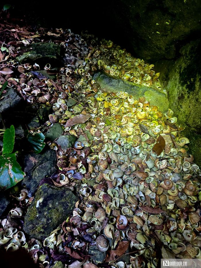 Dấu vết vỏ ốc bên trong hố sụt (Ảnh: Jungle Boss)