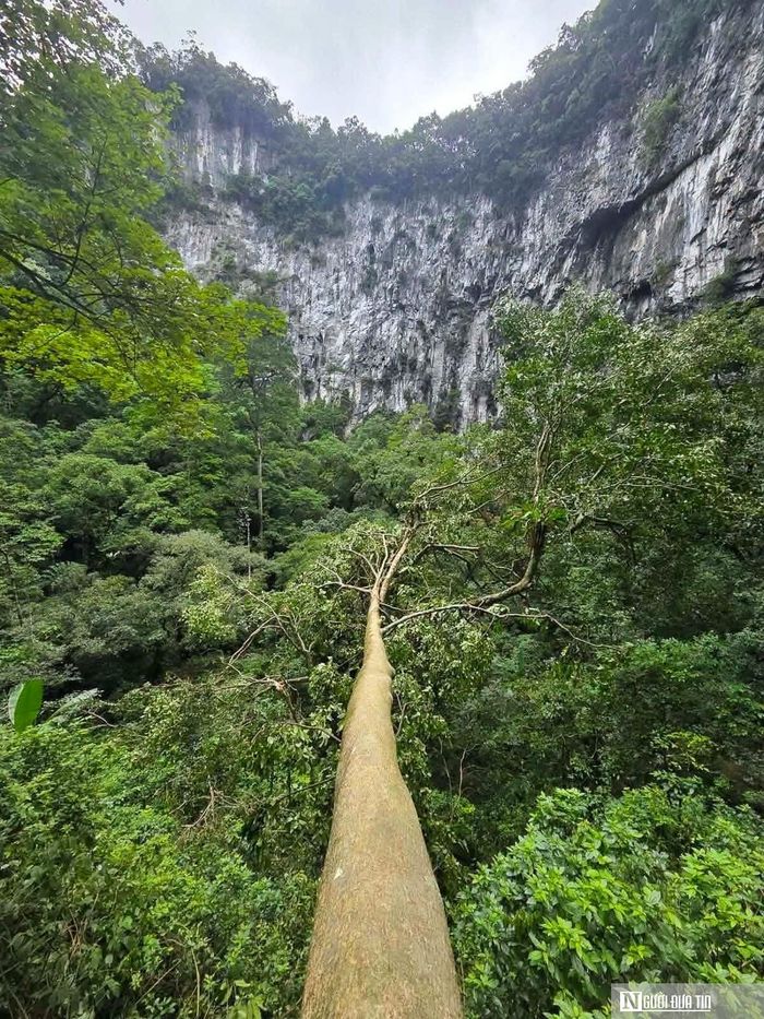 Thảm thực vật bên dưới hố sụt (Ảnh: Jungle Boss)