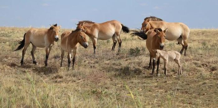 Đàn ngựa Przewalski tại Khu bảo tồn thiên nhiên quốc gia Altyn Dala (Kazakhstan). Ảnh: Fauna & Flora