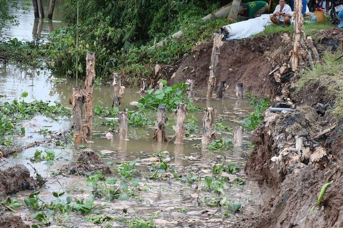 Đoạn sạt lở nghiêm trọng ở huyện lộ 64C ở bờ Tây sông Ba Rài trên địa bàn xã Hiệp Đức, tỉnh Đồng Tháp. Ảnh: Hữu Chí - TTXVN