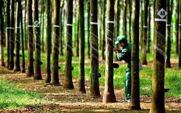 Hoạt động khai thác mủ cao su tại Công ty CP Cao su Tây Ninh