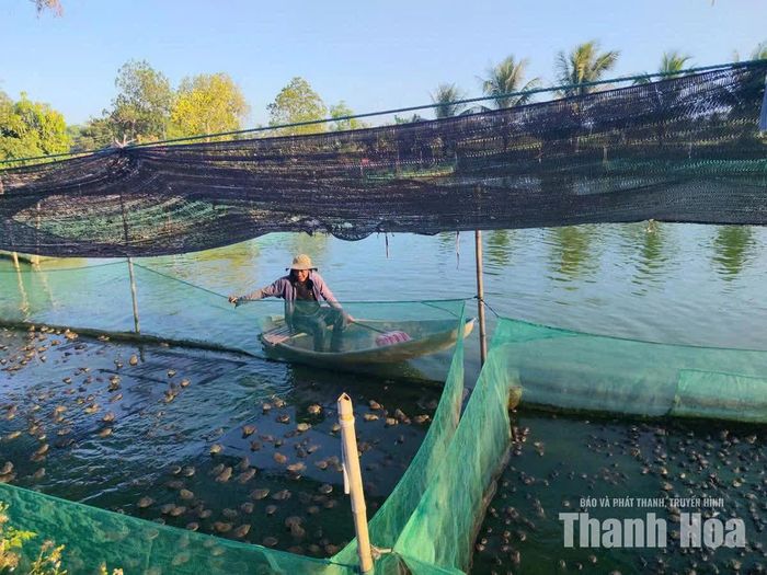 Nuôi ếch thịt thương phẩm đem lại lợi nhuận cho gia đình ông Vũ Ngọc Toán, thôn Quảng Trường.