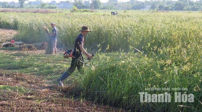Trên cánh đồng cói ngày mùa.