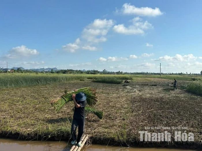 Ông Nguyễn Văn Hà đưa cói lên bờ để chở về nhà.