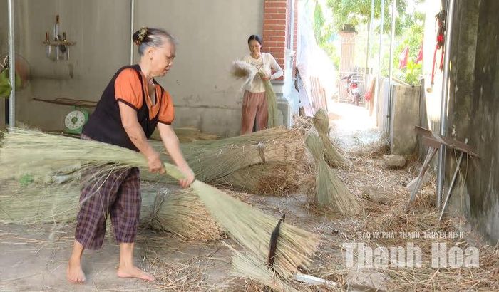 Xử lý cói thô trước khi đánh lõi tại gia đình anh Mai Xuân Kiên.