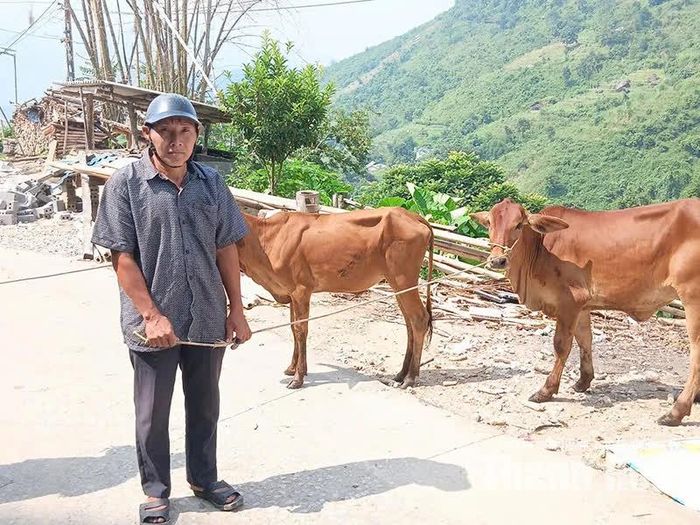 Gia đình anh Thào Seo Hòa, bản Muống, xã Mường Lý được hỗ trợ bò giống sinh sản, góp phần ổn định cuộc sống.