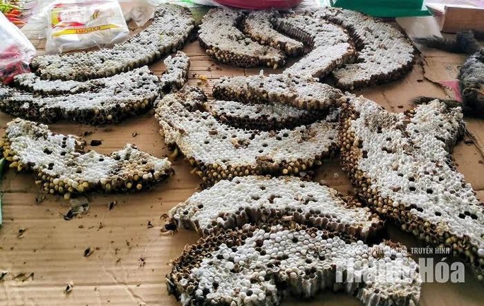 Nhộng ong là một trong những sản vật được người dân địa phương yêu thích vì hương vị thơm ngon và dinh dưỡng cao.