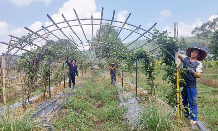  Sản xuất chanh leo vàng tại Hợp tác xã Suối Ba Tia Tây Yên Tử. 