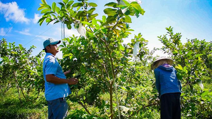 Điểm đặc biệt của khu vườn hơn 3ha là sự kết hợp linh hoạt giữa công nghệ tưới Israel hiện đại và kinh nghiệm thực tiễn. Ảnh: LÂM TRÚC