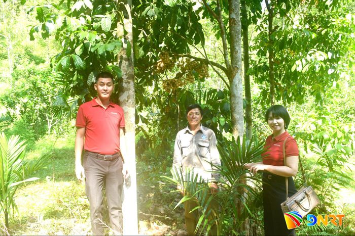 Hộ ông Nguyễn Văn Hiến vay vốn của Phòng Giao dịch Ngân hàng Nông nghiệp và Phát triển nông thôn Tiên Phước để phát triển kinh tế vườn. Ảnh: QUANG VIỆT