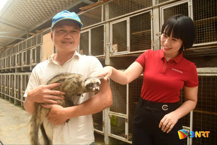 Nguồn vốn của Ngân hàng Nông nghiệp và Phát triển nông thôn chi nhánh Quảng Nam giúp hộ ông Bùi Văn Thành (thôn Bàn An, xã Thạnh Bình) triển khai mô hình nuôi chồn hương. Ảnh: QUANG VIỆT