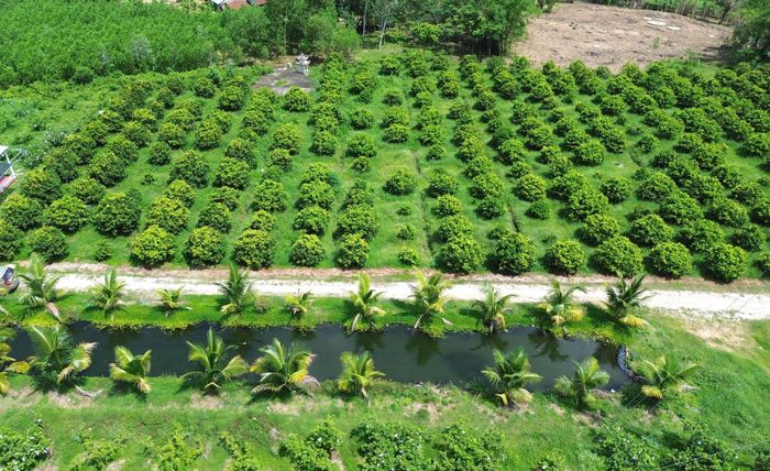 Vườn cây ăn quả rộng 3ha của gia đình anh Trương Văn Arin tại xã Quế Sơn sau quá trình cải tạo đất đồi hoang hóa.