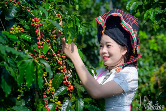 Không khí thu hoạch diễn ra nhộn nhịp trên những vườn cà phê đang vào độ chín rộ.