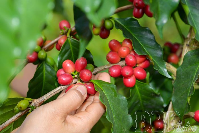 Đôi bàn tay cần mẫn lựa hái từng chùm quả chín, gửi gắm niềm vui và kỳ vọng về một mùa cà phê bội thu.