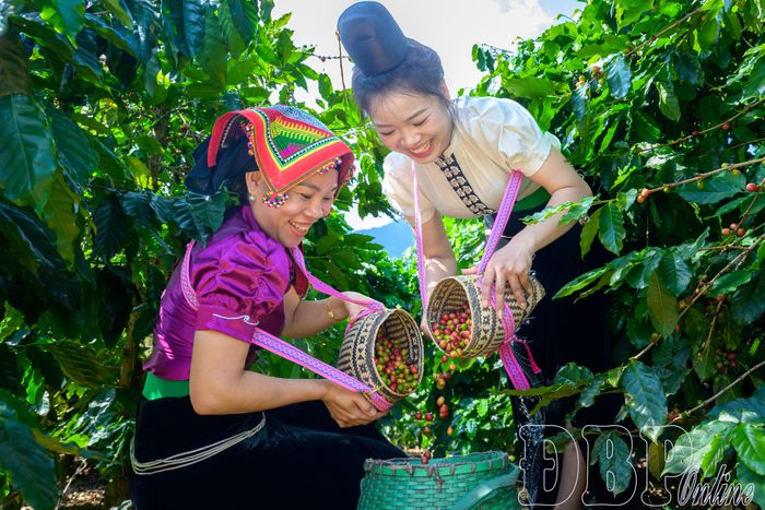 Niềm vui bên những giỏ cà phê đầy ắp sau một ngày thu hái.