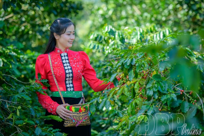 Với trên 1.662ha đang cho thu hoạch, cây cà phê tiếp tục khẳng định vai trò là cây trồng chủ lực, góp phần phát triển kinh tế, nâng cao thu nhập cho người dân Mường Ảng.
