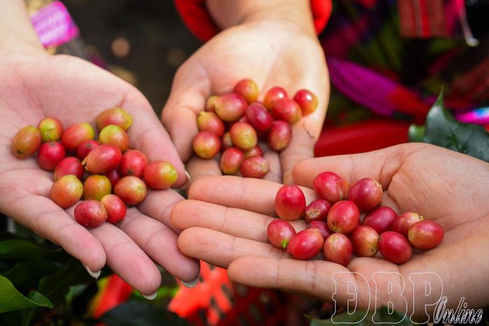 Quả cà phê chín mọng được người dân thu hái.