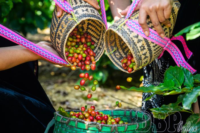 Cà phê quả tươi sau thu hoạch được tập kết, phân loại, chuẩn bị đưa đi tiêu thụ.