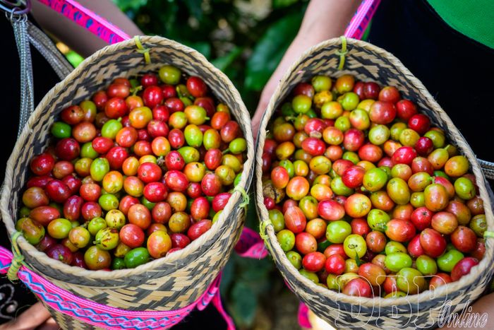 Những giỏ cà phê đầy ắp là thành quả sau những tháng ngày chăm sóc, vun trồng của người dân.
