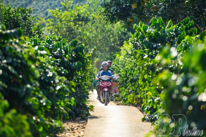 Mùa cà phê chín cũng tạo thêm nhiều việc làm cho người nông dân tại Mường Ảng.