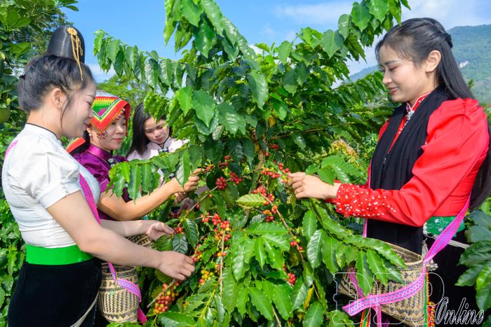 Người dân xã Mường Ảng tất bật thu hái cà phê chín, bảo đảm chất lượng sản phẩm trước khi đưa ra thị trường.