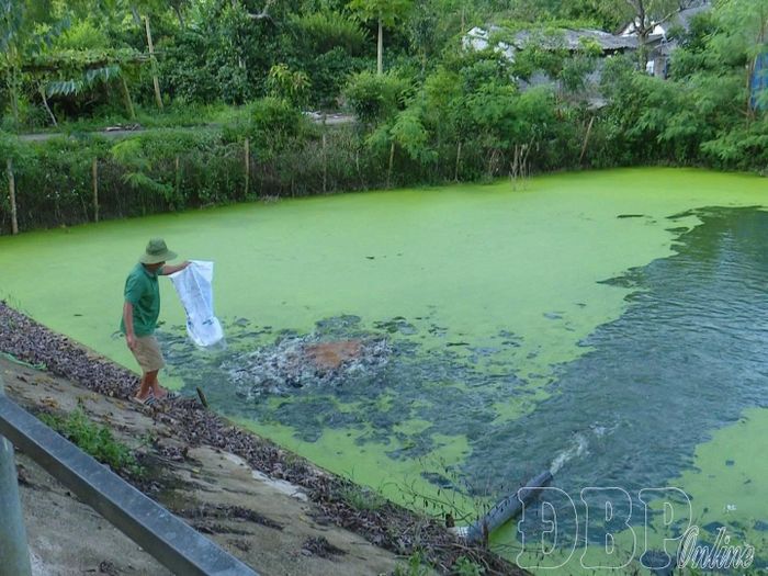 Việc áp dụng chăn nuôi, trồng trọt tuần hoàn đã mang lại hiệu quả kinh tế cao cho anh Lại Đức Thành, thôn Hòa Bình, xã Mường Ảng.