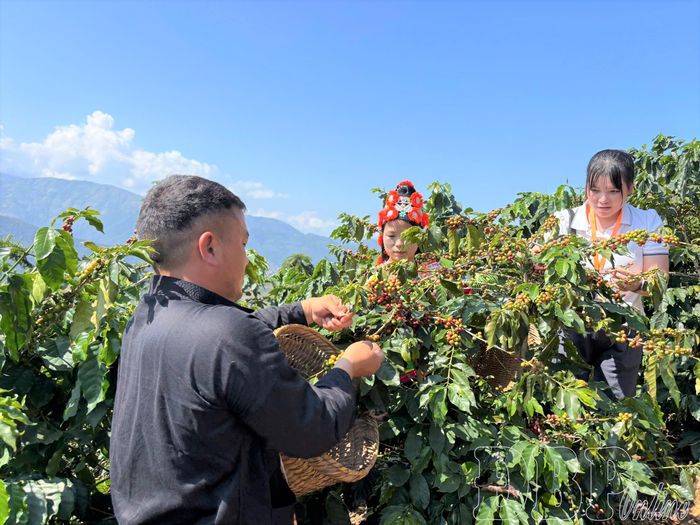 Nhà đầu tư tìm hiểu vùng trồng cà phê tại xã Quài Tở.
