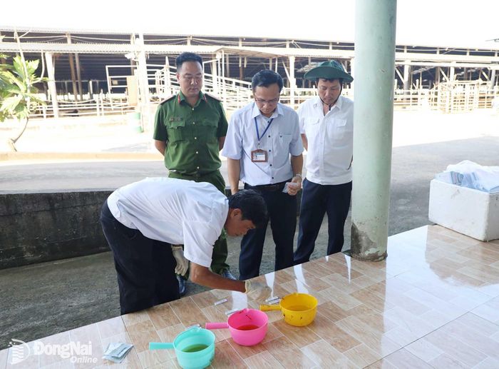 Các thành viên đoàn kiểm tra giám sát quá trình test nhanh chất cấm trong nước tiểu tại trại chăn nuôi bò ở xã Xuân Đông. Ảnh: Bình Nguyên